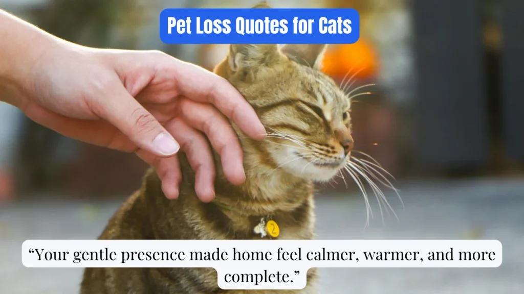 Pet Loss Quotes for Cats
