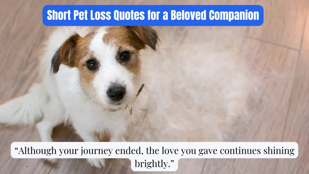 Short Pet Loss Quotes for a Beloved Companion